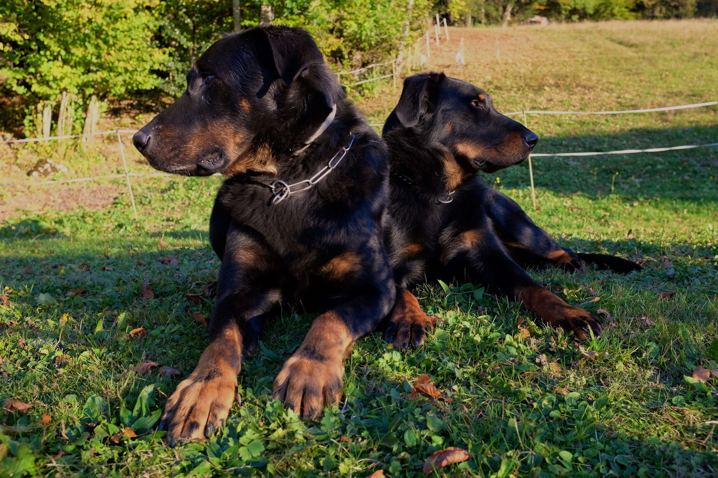 La Bande Noire - Elevage et Pension Canine en Haute Savoie - Elevage