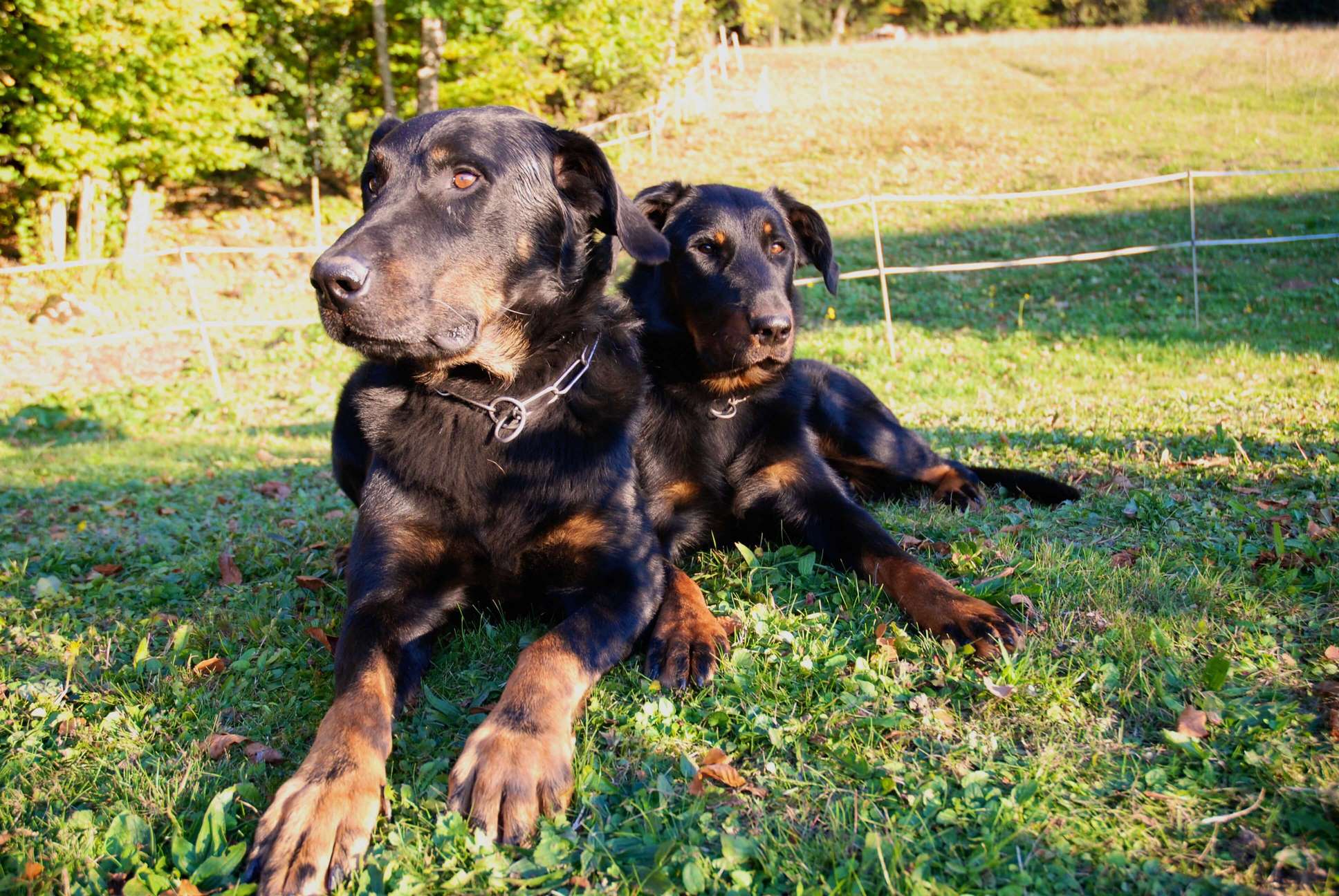 La bande Noire - Elevage canin en Haute Savoie